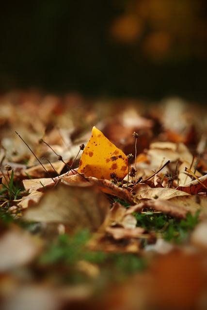 斯皮納佐拉 斯皮納佐拉